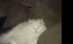 older persian kittens available to pet homes
2 black smoke males pic 4
1 silver tabby female pic 3
1 white male pic1 (white female looks the same)
1 white female
1 seal point male pic 2
all are spayed or neutered already
fiv/felv neg parents
fully