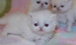2 weeks old persian kittens and himalyan
Cfa register ,shots ,dewormed will be available in six weeks . A deposit of $60 will hold a kitten for you