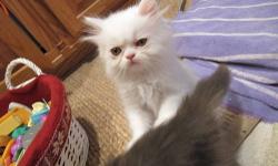 I have 4 Persian kittens born on 7/25/13!! Two males (one white, one tortie) and two females (torties). Huge eyes and just adorable! Must come see them! Call now as they won't last!!