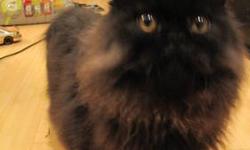 I have 3 black male Persian kittens! They are adorable and full of spunk!! They are now 7 months old so are quite large, playful, outgoing, affectionate, and GREAT with kids!!!