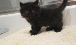 I have 2 black male Persian kittens left! They are adorable and full of spunk!! They will have copper eyes like their parents!! The female tortie is now spoken for.