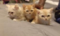 We have 4 beautiful Persian kittens for sale.
Lovable, sweet personality
3 boys, 1 Golden and 2 Fawn colored like Mom.
1 Girl Tortie color
2 1/2 Month Old.
Very playful healthy and energetic. Litter box trained and eating dry food.
Parents are both