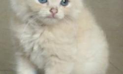 We are selling a male Persian kitten. The kitten is two months old. The kitten is orange in color. The kitten has bright blue eyes. he is litter box trained. This kitten would make a perfect gift for people of all ages.