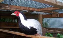 Silver pheasants for sale 20,00 each 2-3 months old outside adapted 20,00 each call 845-750-6542 ask for Matthew