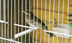 Pine bunting for Sale.Reduced Price- $150, one male available. The bird is singing and it has a very nice and strong song
For more information call 718-777-2473 or visit our store at:
24-09 41st street, Astoria, NY-11103
No Shipping!
SUMMER Business