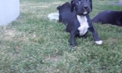 I have a litter of black pit bull terriers. These are considered bullies but are more on the athletic side. They had their first set of shots and have also been dewormed. I have 6 puppies left and they are all healthy and full of energy. For more info