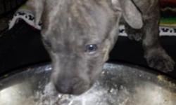 He is partially potty trained, has his first shots, and is very good with children. A beautiful pure breed blue nose brindle male pit bull who needs someone to love him. He is 8 weeks old. He is going to grow into a big, handsome, loving dog. Mother and