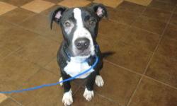 Pit Bull Terrier - Ace - Medium - Young - Male - Dog
I am all PUPPY!!! I have alot of energy and definitely would enjoy accompanying you to training classes so I can please my humans all the more. "Cause that's what I like to do -- please you! I sit