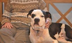 Pit Bull Terrier - Andy Panda - Large - Adult - Male - Dog
It?s a bear?it?s a dog?it?s Andy Panda! This 3 Â½ year old fella is a fine friend. Always quick to lend a head or a bottom to scratch, Andy enjoys everyday comforts and the company of people. He