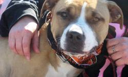 Pit Bull Terrier - Bonnie - Medium - Young - Female - Dog
Bonnie is one of the sweetest girls in town! This very happy girl loves people and loves being with them as much as possible! This friendly young lady will come and put her head in your lap and