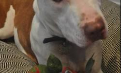 Pit Bull Terrier - Bruno Mars - Large - Adult - Male - Dog
Meet Bruno Mars! Just as his namesake, Bruno is a perfect gentleman. This 2 year old stunner struts nicely on leash and is a pop star when it comes to basic obedience because he spent lots of time
