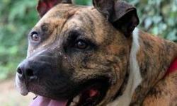 Pit Bull Terrier - Chester - Large - Young - Male - Dog
Meet Chester!
He loves attention from anyone who will offer it ? big dogs, small dogs and people of all ages.
Before coming to AFF he lived in a foster home with 2 small Chihuahuas. His foster mom