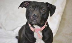Pit Bull Terrier - Diamond - Medium - Young - Female - Dog
Diamond "in the Ruff" is around a year old. Adores people-would like to be an only four paw child in the house. She could be a very fine agility dog as she loves to play ball, climb up on tree