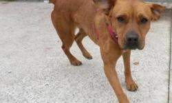 Pit Bull Terrier - Ella - Medium - Adult - Female - Dog
Ella is a little lovebug! She is sweet and friendly and she likes to play with other dogs. Ella also knows how to sit, lie down and shake (with both paws!) Come meet this good girl today!