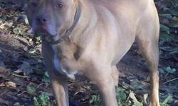 Pit Bull Terrier - Memphis - Large - Adult - Male - Dog
Memphis is a high energy dog. He will need all training. He seems ok with the larger dogs here. He seems fine with children, but we are suggesting no small children due to his energy level.