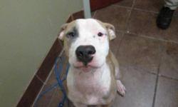 Pit Bull Terrier - Mickey - Adopted! - Medium - Young - Male
Mickey is a sweet pit that is looking for a family. His is a sad story that should have a happy ending with him having a home where he will be loved & cherished. Mickey was left to die --