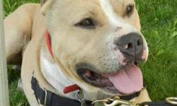 Pit Bull Terrier - Mumford - Medium - Adult - Male - Dog
Meet Mumford! Calling all who have a sense of humor! This 4 year old boy is sure to entertain you. Staff and volunteers think Mumford is a hoot and he LOVES spending time . Don?t think this class