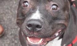 Pit Bull Terrier - Negra (the Pudgy Goofball!) - Large - Young
Meet Negra, the happiest, goofiest, most hilarious couch potato in the Northeast! If you're looking for a friendly buddy who will keep you laughing with her snorts and her enthusiasm, Negra is