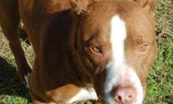 Pit Bull Terrier - Papa - Medium - Senior - Male - Dog
Biscuit is a true terrier who requires a parent who will have the understanding of a terriers needs and to accept the terrier traits. This dog is absolutly adorable and with training will be a