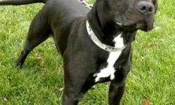 Pit Bull Terrier - Snoopy - Medium - Adult - Male - Dog
Snoopy is a very handsome, neutered male, black and white pit mix. He is outgoing and friendly and he LOVES treats! He may look tough, but he's a real sweetheart who takes treats very gently. Come