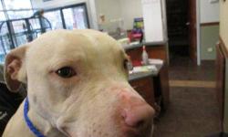 Pit Bull Terrier - Vesta - Medium - Adult - Female - Dog
I am a wiggly soft and love to snuggle! I love people, dogs, and the office cat. My official capacity is to greet each and every dog in their kennel as I go by. Please come meet me to see for