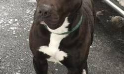 Pit Bull Terrier - Wrigley - Medium - Young - Male - Dog
Wrigley is a young, very friendly dog who plays well with other dogs, both male and female. He is responsive to everyone and should be easy to train as he not only loves treats but loves to please