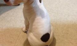 Beautiful 3 month old pitbull puppy.
Female / RedNose
-Includes her cage
-Food & water bowl
-15 lbs Bag of Dog food
-Collar & leash
-Toys
Mya is a calm yet playful pitbull puppy who needs a loving & caring owner who has the time for her & possibly a