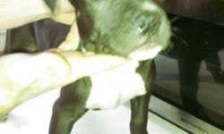 We have 2 , 5 month old,black pitbull pups for sale $100.00 each ...call 585-455-9366