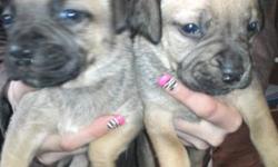 I have 4 beautiful female pups ready to go asap feel free to text or email me my name is Anthony Thanks.. (518) 213-4807