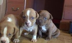 6 weeks old pitbull puppies. 3 female brindle pups left !! need a great home! contact me if interested. email or txt only; 516-418-3445
price is negotiable, I just want a good home for my babies.
