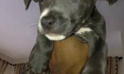 Grey blue nose pitbull needs a good home
Price is 600 obo
9 weeks old
This ad was posted with the eBay Classifieds mobile app.