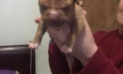 Red/blue nose pitbulls ,
17 days old puppies born on Valentine's Day. 500$ each puppy they will be giving first shot and be dewormed. If u need better pics please just text me 7184199092 . 1 male and 5 females left. Other 3 have deposits already. They