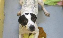 Pointer - Target - Medium - Adult - Female - Dog
This sweetie pie has won the hearts of every foster family she has ever been with. After being 2nd in line to be gassed to death in a Louisiana shelter, she and her remaining puppies were put into foster