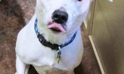 Pointer - Thomasina - Medium - Adult - Female - Dog
Hi! I'm Tomisina...a 7 1/2 year old spayed female Pointer mix. Little Shelter rescued me from a municipal shelter in Virginia. My journey was kinda scary but I made it so now I have the awesome