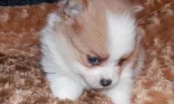 Born December 25,2014...loving Little AKC guy will be ready for his forever home on February 19th. Comes with his toy ,blanket starter bag of food, shot record and worming record & collar... Comes prespoiled. email for more info. Last photo`s are his sire