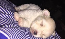 Pure breed Pomeranian Dewormed and First set of shots received, Baby puppy Shot records as well, She is learning to use the paper and is very pet & people friendly Sweet tiny all white fluffy girl for rehoming, Leave name and number thank you .