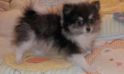 Panda is a Adorable small loving female Pomeranian .Waiting for her forever home with you. Born January 4,2015 . At 11 weeks old she weighs just 2 lbs. 8 oz. please email for more info. She comes with vet records with shots and worming, small bag of food,
