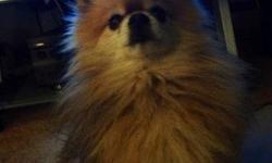 Wickitt is 7 yrs old, orange sable,akc registered. He throws parti color pups in every litter! Snuggly sweetheart that loves to be part of the family and gets along with everyone- human & animals!!
This ad was posted with the eBay Classifieds mobile app.