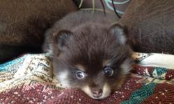 "Boog", he's a little bear! Snugly yet playful! His coloring is so unusual! A first from our litters! Parents are small, mom is 7 lbs, dad is akc and 5 lbs. 6 weeks old and will see vet at 8 weeks for checkup and first shots.
This ad was posted with the