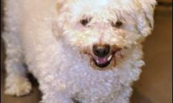 Poodle - Billy Ray Cyrus - Small - Adult - Male - Dog
Age: 10 years
Sex: Male
Breed: Bichon/Poodle Mix
CHARACTERISTICS:
Breed: Poodle
Size: Small
Petfinder ID: 24219564
ADDITIONAL INFO:
Pet has been spayed/neutered
CONTACT:
Animal Haven | New York, NY |