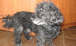 Poodle - Marshall - Small - Adult - Male - Dog
Hello there! I am an easygoing fellow who would love my future humans to shower me with treats, a cushion or two, and a trip to the groomer. Take note, I would most certainly love to cuddle on a lap or share
