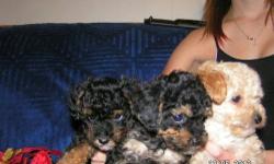 CKC Regestered,Poodles,
Vet Checked,Wormed, Tails Docked, Dew Clawes Removed
Ready NOW, $400 each
2 Left-------------------------------
1 Apricot
1 black & Tan
Thanks Pam Bridgeport
633-2583
Puppy shots done on 12/7/12,with complete physical exam