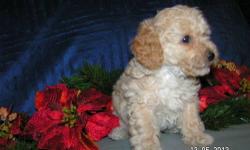Regestered Poodles,CKC,All 4 Boys
Ready for Christmas
Born on Oct.19,2012
Vet Checked,Wormed,Tails Docked,Due Claws removed
$400
Thanks Pam 633-2583
Bridgeport NY.
Puppy Shots,done on 12/7/12,& complete physical
1Cream SOLD!!
3 babies left