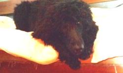 Standard Poodle, AKC, black female...first shots,& wormed...............6 months old,,,house trained and a real luv...a kisser....
pix coming
315-432-9193
New litter due last week of July.
New litter is here!!!! $600
Blacks and blues
,