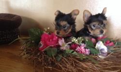 Precious Yorkshire Terrier Male...
They are AKC registered and will be up to date on all vaccines and will come with a health certificate.
Momma is a beautiful 5 pound parti yorkie and daddy is a 4 pound traditional yorkie. The puppies are your