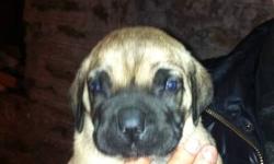 Presa Canario pups!! 3 females available born 11/1/12 best guard dogs out right now nobody has pure Presa pups right now but me more info call 347-702-2151
This ad was posted with the eBay Classifieds mobile app.