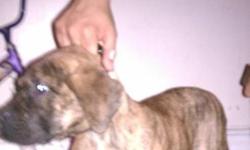 BEAUTIFUL REVERSE BRINDLE FEMALE 3 MONTHS OLD READY FOR A GOOD HOME FOR MORE INFO PLEASE CONTACT ME AT (347)3174003
