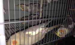 I'm Selling Pretty Cockatiels , they are seven months old , Also i have males and females , $60 each you can ask for Cesar