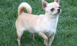 Kissie is a pretty little 3.11 lb girl with a great personality,she loves to shop and meet new people. She is crate and lead trained and is also paper trained. She is up to date on shots,her DOB is 6-23-2013
Kissie is being offered as a pet to the right