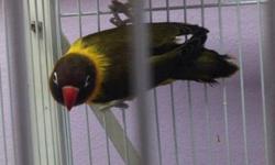 Hi , i have a breeding pair of lovebirds
For sale asking 225
This ad was posted with the eBay Classifieds mobile app.